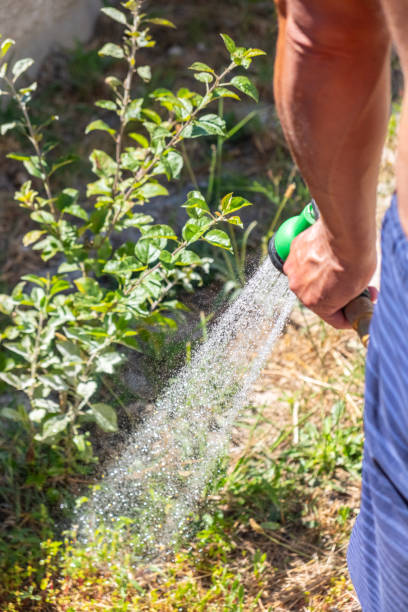 istock a man's hand watering his ecological vegetable garden 1731208817