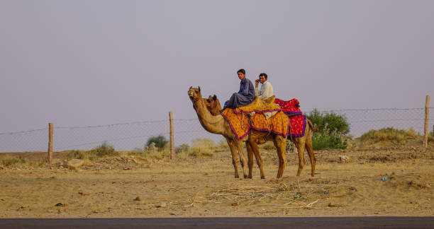 砂漠でラクダに乗る - two humped camel ストックフォトと画像