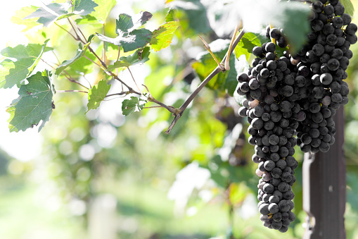 Vineyard near harvest in autumn