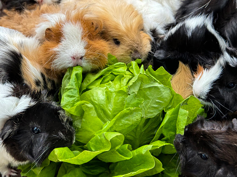Stock photo showing close-up view of an indoor enclosure containing several breeds of long and short haired cavies feeding on a head of lettuce. Breeds of guinea pigs include Abyssinian, Dalmatian cross, Swiss and Teddy crosses and a Sheba Mini Yak.
