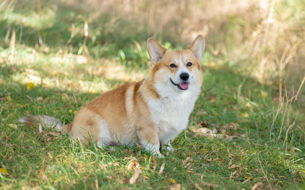 istock Welsh Corgi Pembroke on an autumn walk 1731217164