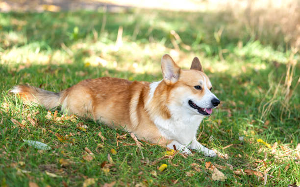 istock Welsh Corgi Pembroke on an autumn walk 1731217705