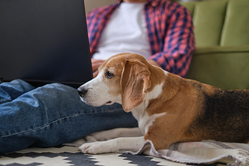 man and his pet coexist peacefully while working and taking breaks in the comforting and snug atmosphere of their home. working from home can be a calming and pleasurable experience