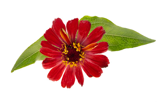 red zinnia flower isolated on white background
