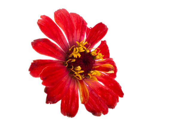 red zinnia flower isolated on white background
