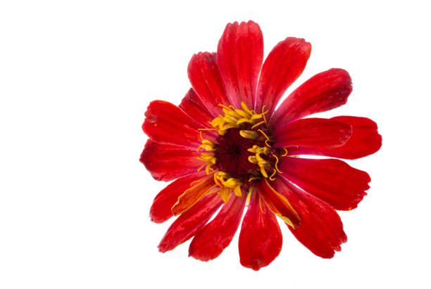 red zinnia flower isolated on white background