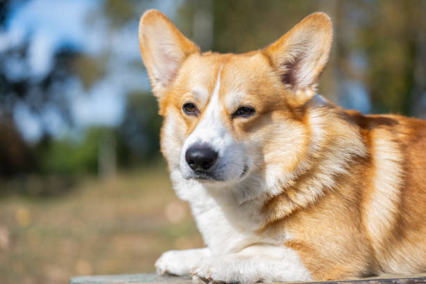 istock Welsh Corgi Pembroke on an autumn walk 1731228652