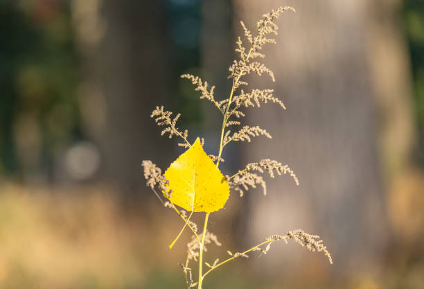first autumn leaves on a sunny day