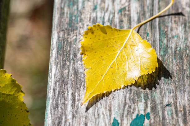 first autumn leaves on a sunny day