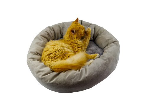 Ginger cat lying in comfortable pet bed isolated on white background