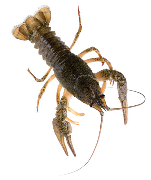 istock Live crayfish isolated on white background. Clipping path. Top view. 1731237580