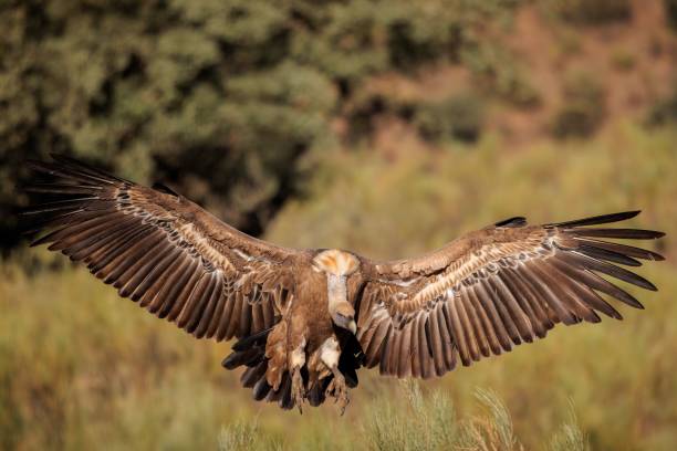 istock Closeup of a Griffon Vulture in mid-flight 1731245464