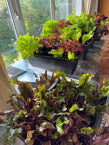 Stock photo showing close-up, elevated view of beetroot leaves several varieties of lettuce planted up in a plastic plant troughs indoors.