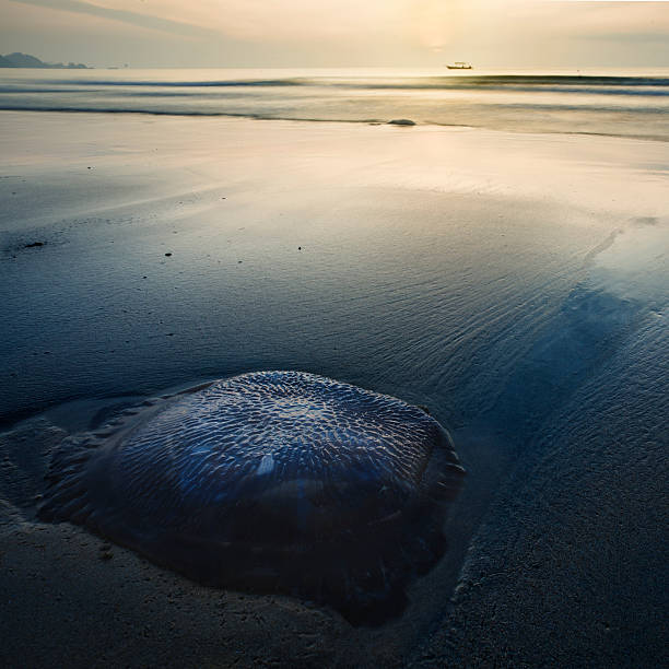 One big jelly fish on the sand of Cherating beach. It is approximately 20 inches in diameter. More files of Malaysian beaches and Malaysia on port. A boat can be seen in the horizon. Wide angle view in square format.