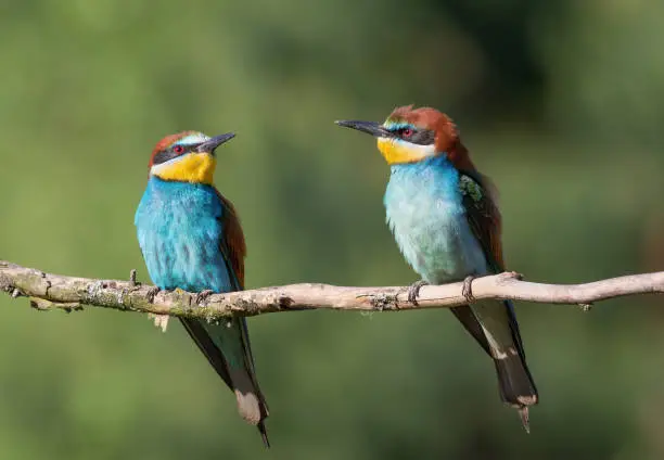 European bee-eater, merops apiaster. In the early morning a family of birds sits on a branch