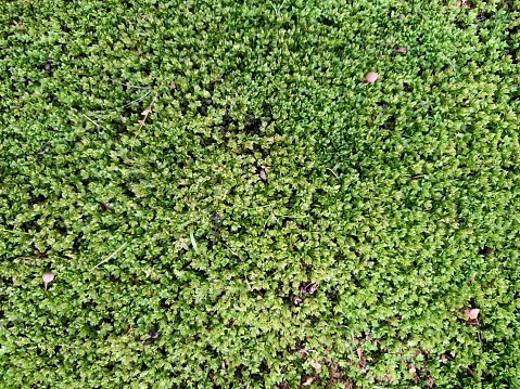 green plants. living green carpet of grass