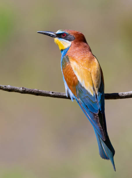 istock European bee-eater, merops apiaster. A bird sits on a beautiful branch on a blurry background 1731269974