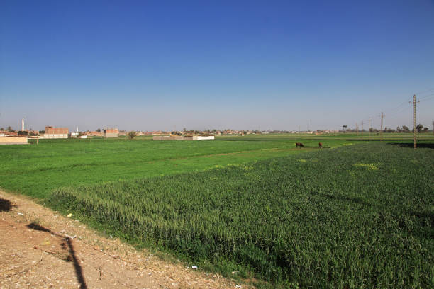 istock Fields of grass in Abydos, Egypt, Africa 1731293349