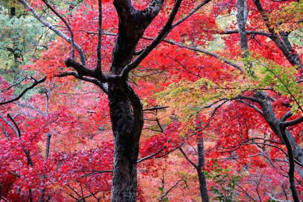 Beautiful autumn leaves scenery in Japan Beautiful autumn leaves landscape photography in Japan niigata japan stock pictures, royalty-free photos & images
