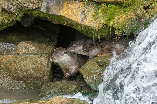 Two Eurasian otter (Lutra lutra) hiding in a hollow behind a waterfall.