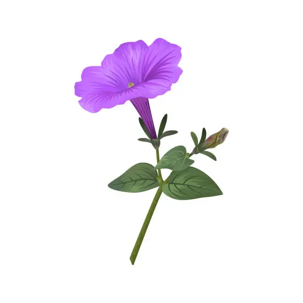 Vector illustration of Close up a beautiful realistic petunia flower stem