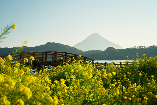 Golden rape blossoms at Lake Ikeda