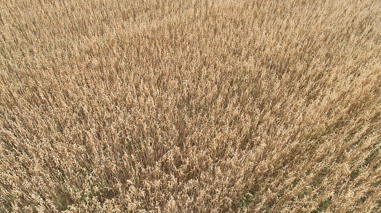 oat field as agricultural concept background