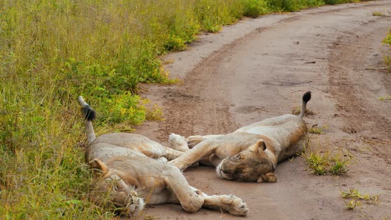 SLOW MOTION Two lionesses resting on dirt road amidst grassy landscape in savannah,Tanzania