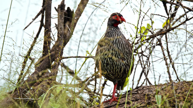 SLOW MOTION Close-up of red-necked spurfowl perching on tree branch in Tanzania