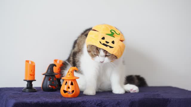 close up tabby scottish cat with wearing pumpkin cloth halloween concept