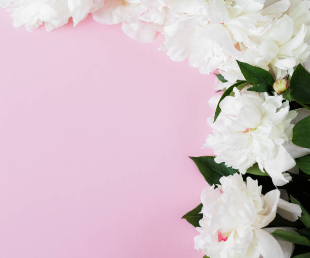 istock Beautiful fresh white peonies on pink background 1731338958
