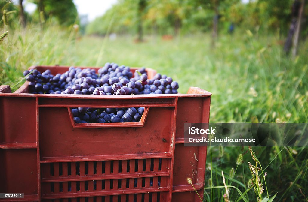 Vendemmia. Immagine a colori - Foto stock royalty-free di Cassetta