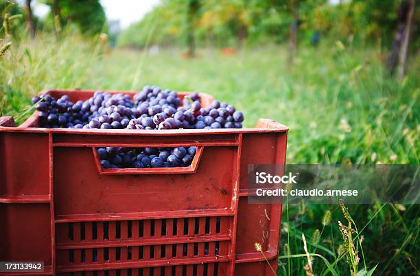 Vendemmia Immagine A Colori - Fotografie stock e altre immagini di Cassetta - Cassetta, Uva, 2000-2009