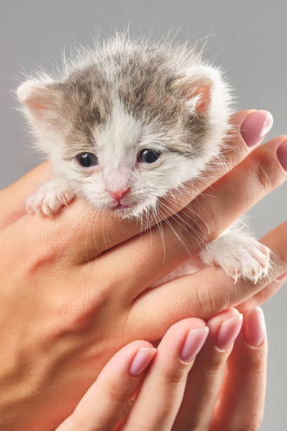 mani di donna che tengono il gattino appena nato. - protection domestic cat animal head cub foto e immagini stock