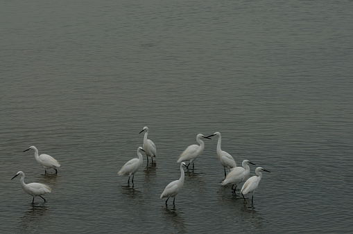 In Shandong Province, China, many egrets forage for food in shallow wetlands for entertainment.