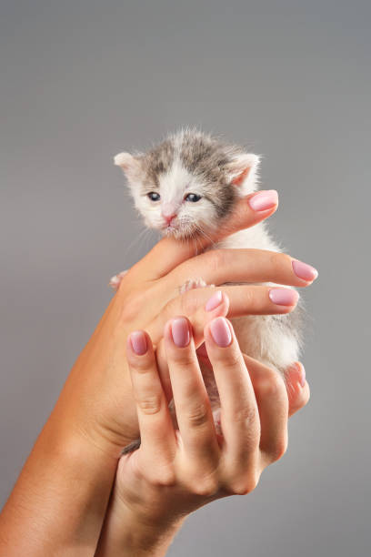 gatito recién nacido triste en una mano. - protection domestic cat animal head cub fotografías e imágenes de stock