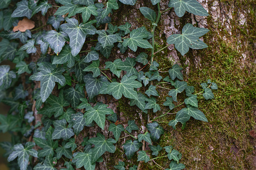 Background of lush green ivy leaves. Green ivy leaves with white veins growing on a bush climbing on a tree. Evergreen plant wall. A green ivy leaves - climbing or ground-creeping woody plant.