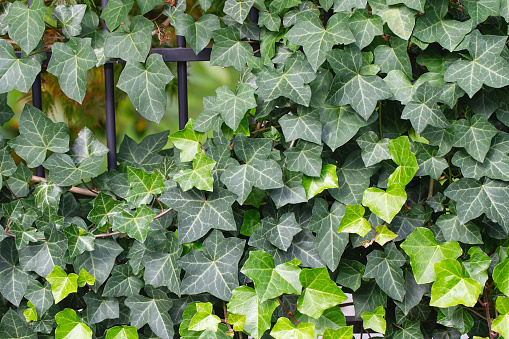 Background of lush green ivy leaves. Green ivy leaves with white veins growing on a bush climbing on a wall. Evergreen plant wall. A green ivy leaves - climbing or ground-creeping woody plant.
