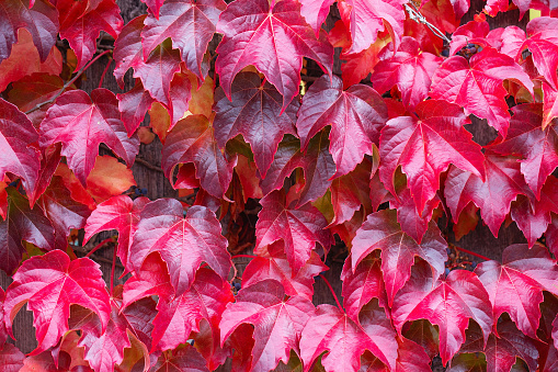 Fence covered in red ivy autumn leaves. Fall season, october. Red autumn ivy leaves on the wall, background. Red leaves of maiden grapes, autumn colors