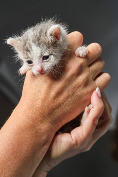 manos de mujer sosteniendo gatito blanco recién nacido. - protection domestic cat animal head cub fotografías e imágenes de stock