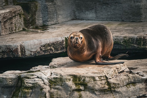 A playful sea lion perched atop a sun-soaked rock, its fur glistening in the light