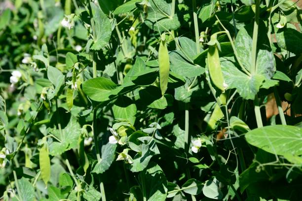 istock Mangetout plants fruiting, UK. 1731358242
