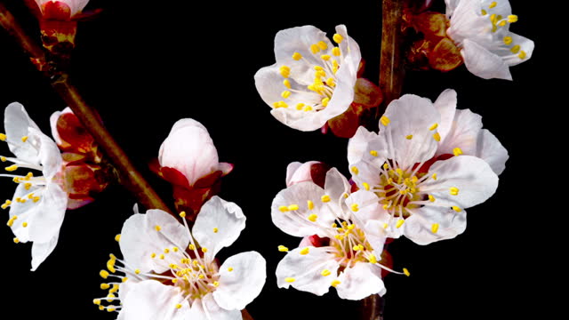 Apricot Flower on a Spring Tree Branch Blossoming in Time Lapse on a Black Background. Spring Flowers Opening in Timelapse. Blooming Backdrop