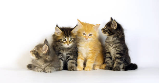 istock Blue Blotched Tabby, Brown Tortie Blotched Tabby, Cream Blotched Tabby and Brown blotched Tabby, Maine Coon, Domestic Cat, Kittens against White Background, Normandy in France 1731366049
