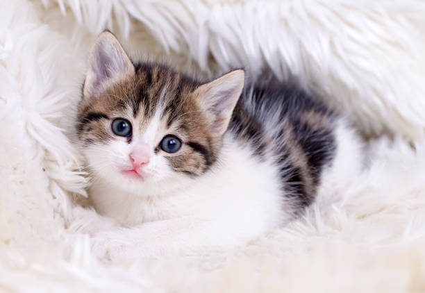 istock Pet animal; cute cat 1731366066