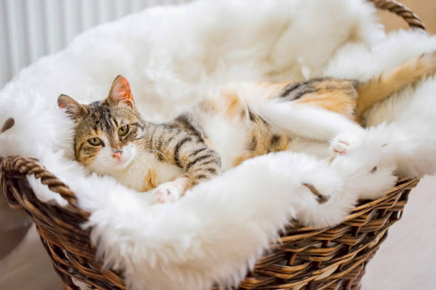 istock Pet animal; cute cat 1731366195