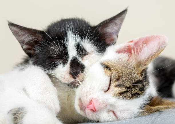 istock Pet animal; cute cat 1731366612