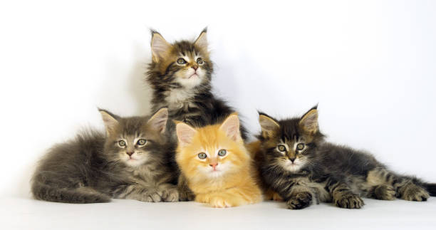 istock Blue Blotched Tabby, Brown Tortie Blotched Tabby, Cream Blotched Tabby and Brown blotched Tabby, Maine Coon, Domestic Cat, Kittens against White Background, Normandy in France 1731366656