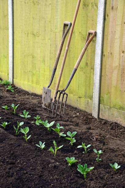 istock Broad bean seedlings and garden tools, UK. 1731366858