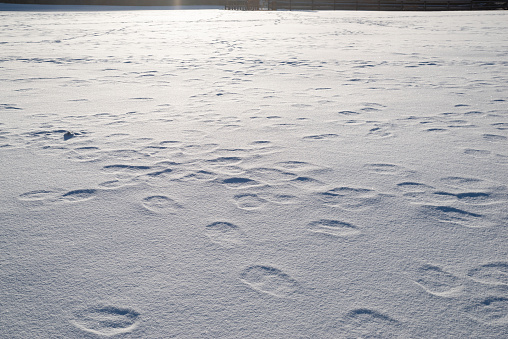 footprints in the snow field